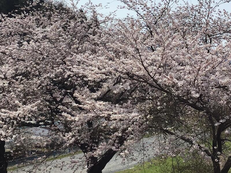 校舎前の桜