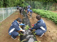 サツマイモ定植