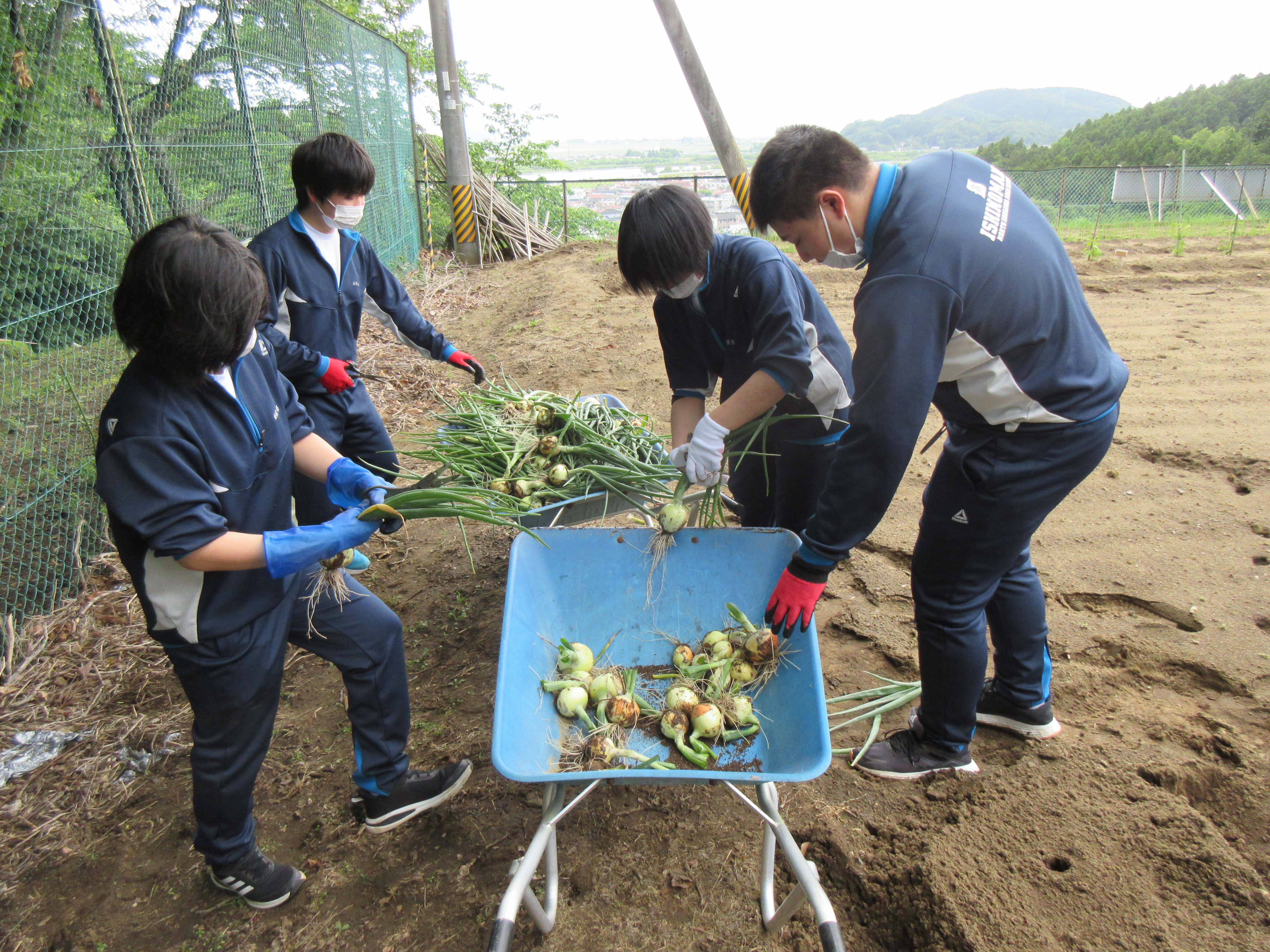 タマネギ収穫